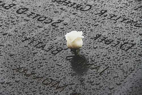 world trade center memorial foundation photo of half bloomed white rose flower new york
